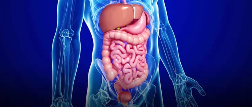 Digestive Health